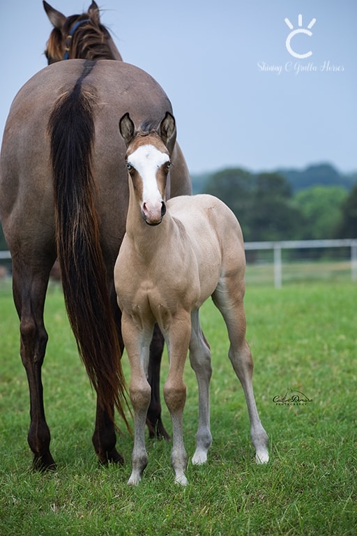 TFoal @Shining C Grulla Horses